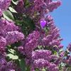 tereza_5694