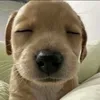 yenphiizo_o