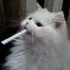 lilnastyix