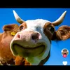 buchetcabo_1