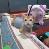 erwa561