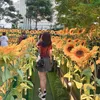 haphuong9565