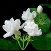 chatree.nisapho