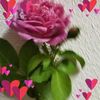 user4428869884816