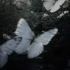 elvira;
