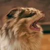 bpd_fox