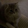 lily_n73