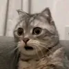 xmeongacnhienx