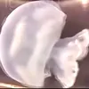 kittymeve0