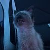 kittycat3864