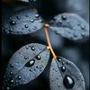 taj_mohammad76