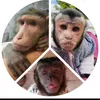 monkeypridelife