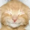 cxpusmydog