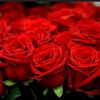 bungarose583
