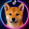 kaitheshiba0