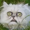 cat_mur7