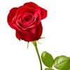 rosana70610