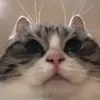 xomakcuby