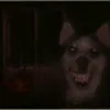 nikolbddlsj