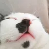 jaozinrg