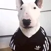 pravievserce2_