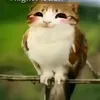 i.wannt.big.back.frog