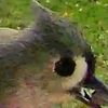 birdfeedercamera