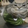 vik_wlf