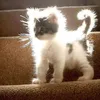 lilyevaaa