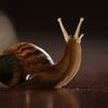 snailghost