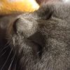spooky_da_kitty