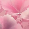 ybon216