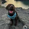 ottothechocolatelab