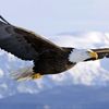 prophetdavidlukusa