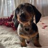 nellietheweenie