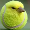 chuchamboi