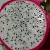 jutexxx4