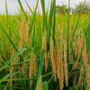 petani moderen