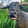 songkhongbangchett