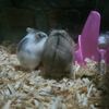 ccandchiko