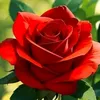 sameera2110