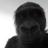 bigmonkeyaaron67