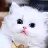 sameekhan155