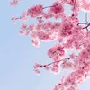 sakura.3939a