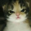 iloveeeecatss_