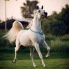 arslan.khan4316