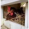 lovechooks204