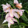 ichurya