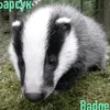 badger0843
