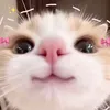 ajing425